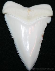 diente tiburon blanco